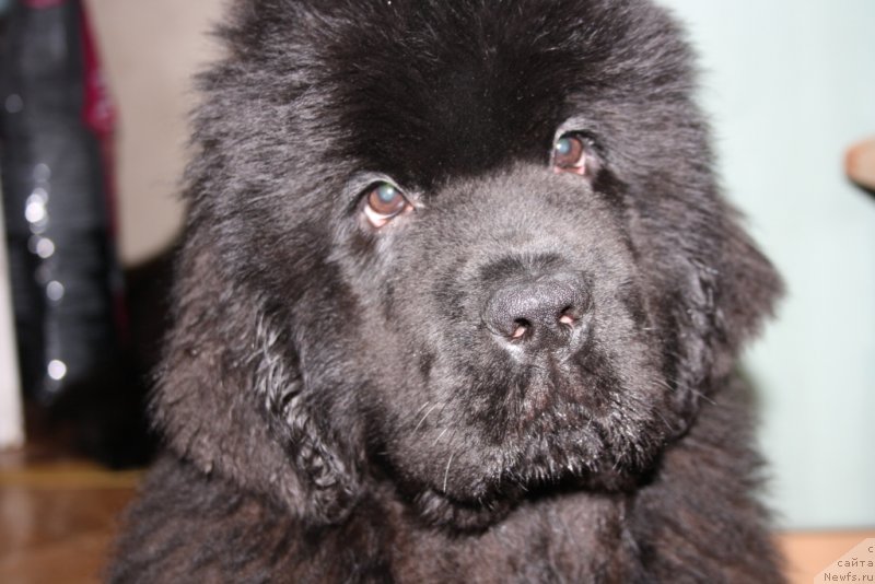 Фото: ньюфаундленд King of Helluland You Shock Me