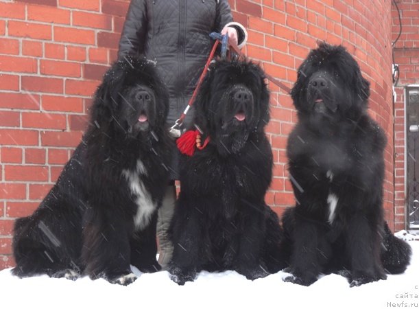 Фото: ньюфаундленд Promise To Love Midnight Bear (Promise To Love Midnight Bear), ньюфаундленд N'yufort Carica Nochi (Ньюфорт Царица Ночи), ньюфаундленд N'yufort Cena Uspeha (Ньюфорт Цена Успеха)