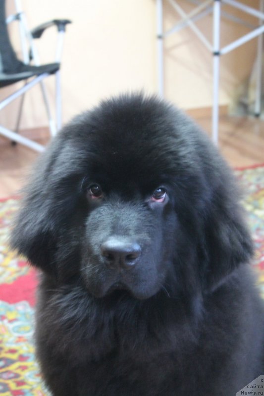 Фото: ньюфаундленд Rayout Happiness Midnight Bear