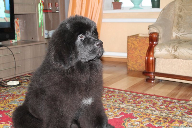 Фото: ньюфаундленд Rayout Happiness Midnight Bear