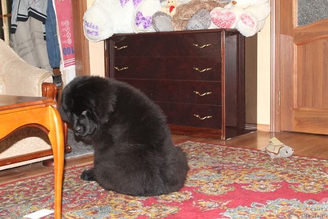 Фото: ньюфаундленд Rayout Happiness Midnight Bear