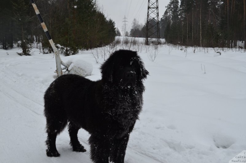 Фото: ньюфаундленд Chernaya Mafia Zesty Betty (Черная Мафия Зесту Бетту)