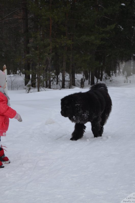 Фото: ньюфаундленд Chernaya Mafia Zesty Betty (Черная Мафия Зесту Бетту)
