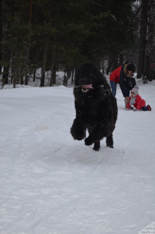 Фото: ньюфаундленд Chernaya Mafia Zesty Betty (Черная Мафия Зесту Бетту)