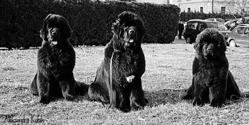 Фото: COCA COLA Bear Mountain, VANCOUVER for Shadows's Eternity, ньюфаундленд Guy of Hope Moon Bear