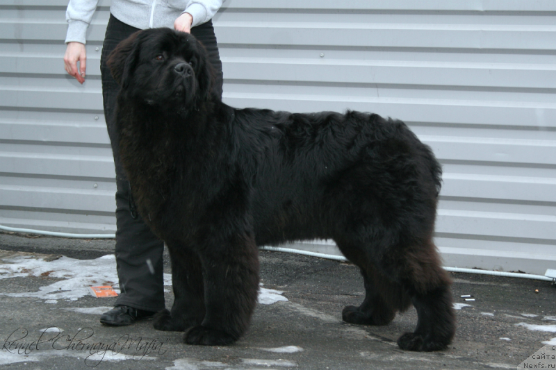 Фото: ньюфаундленд Chernaya Mafia Must Have (Черная Мафия Муст Хаве)