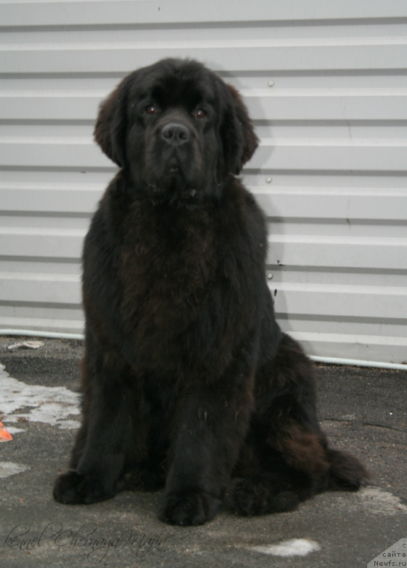 Фото: ньюфаундленд Chernaya Mafia Must Have (Черная Мафия Муст Хаве)