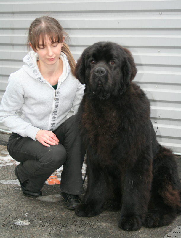 Фото: ньюфаундленд Chernaya Mafia Must Have (Черная Мафия Муст Хаве)
