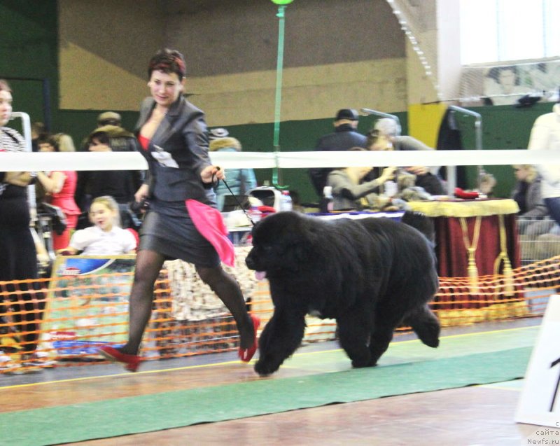 Фото: ньюфаундленд Aquatoriya Kelvin Schegol (Акватория Келвин Щёголь)