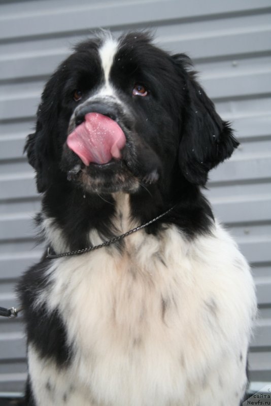 Фото: ньюфаундленд Piternyuf Honey-Money (Питерньюф Хонеу-Монеу)