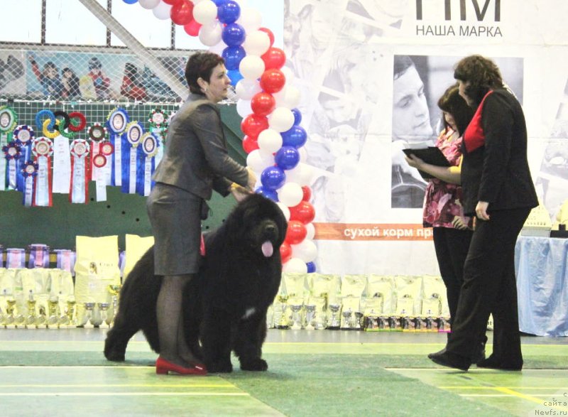 Фото: ньюфаундленд Aquatoriya Kelvin Schegol (Акватория Келвин Щёголь)