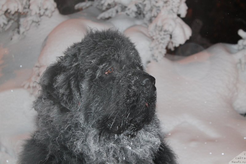 Фото: ньюфаундленд Omar SHerif (Омар Шериф)