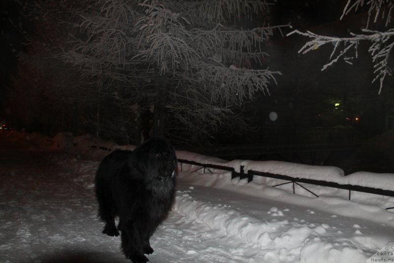 Фото: ньюфаундленд Omar SHerif (Омар Шериф)