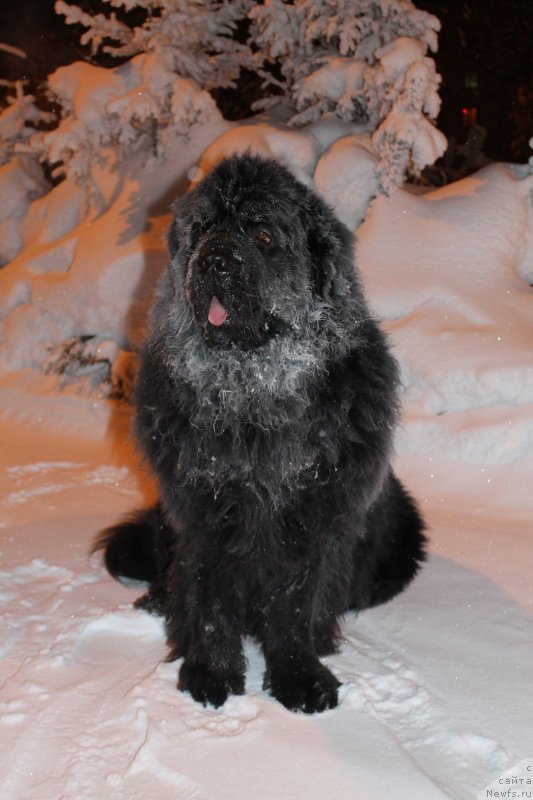 Фото: ньюфаундленд Omar SHerif (Омар Шериф)