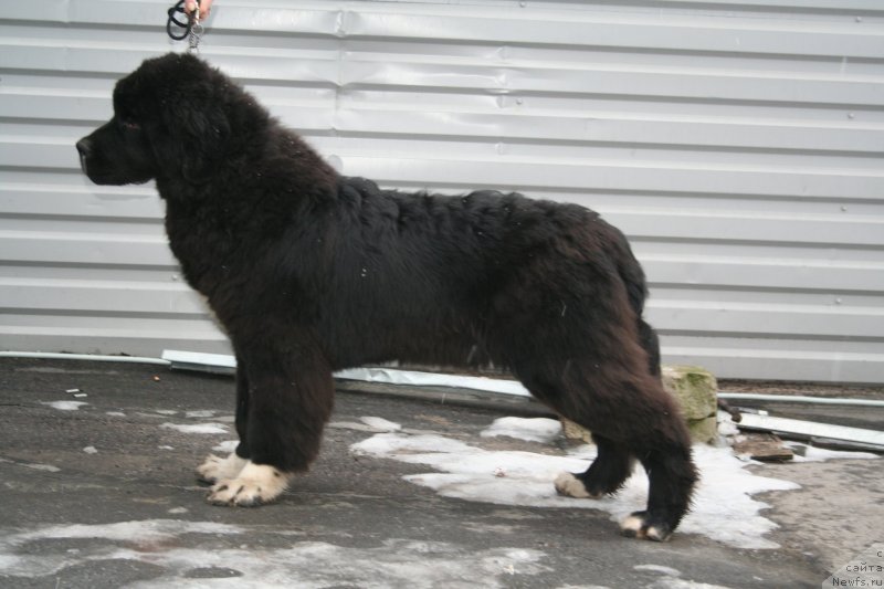 Фото: ньюфаундленд Piternyuf Omnia Vincet Amor (Питерньюф Омниа Винсет Амор)