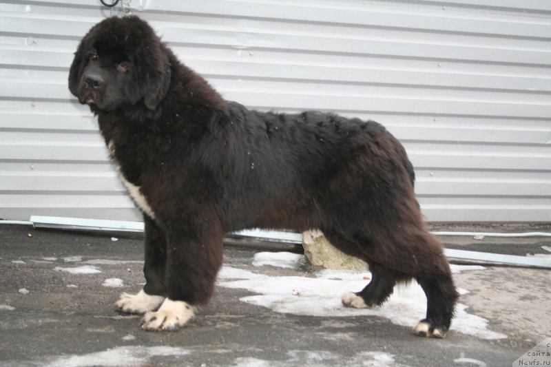 Фото: ньюфаундленд Piternyuf Omnia Vincet Amor (Питерньюф Омниа Винсет Амор)