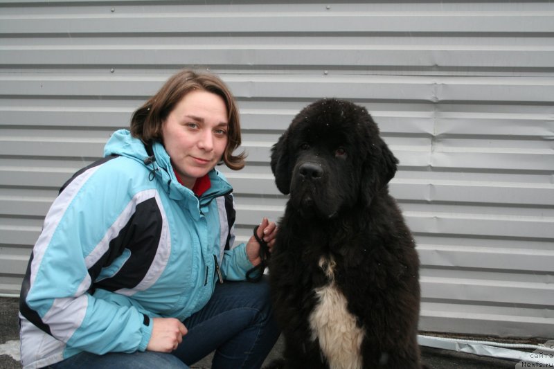 Фото: ньюфаундленд Piternyuf Omnia Vincet Amor (Питерньюф Омниа Винсет Амор)