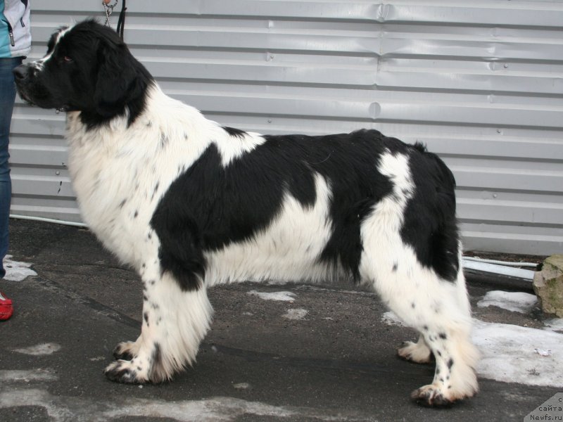 Фото: ньюфаундленд Piternyuf Honey-Money (Питерньюф Хонеу-Монеу)