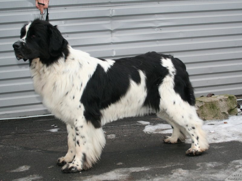 Фото: ньюфаундленд Piternyuf Honey-Money (Питерньюф Хонеу-Монеу)