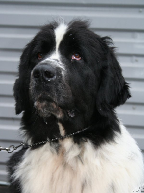 Фото: ньюфаундленд Piternyuf Honey-Money (Питерньюф Хонеу-Монеу)