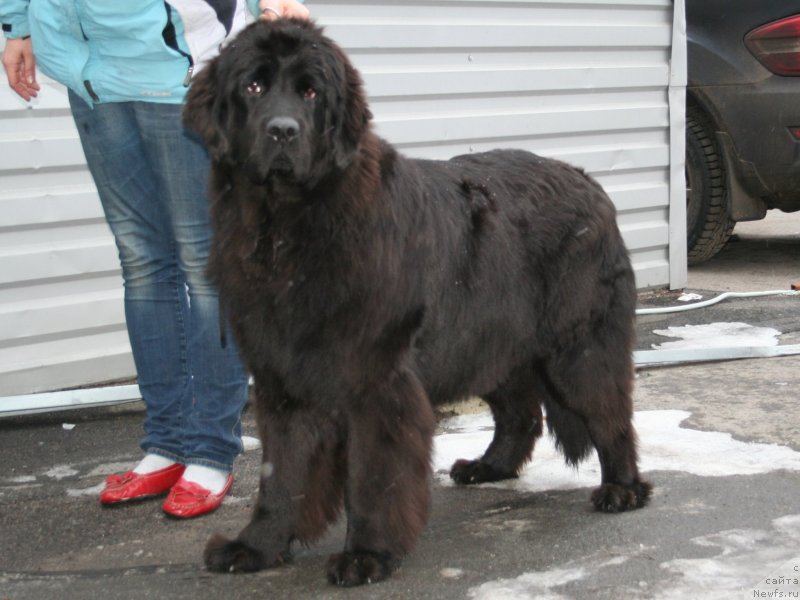 Фото: ньюфаундленд Piternyuf ICQ (Питерньюф ИСК)