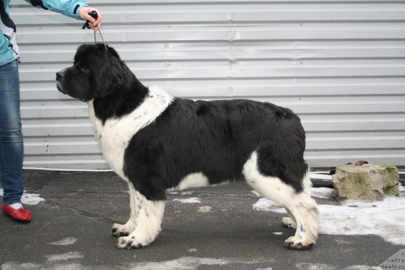 Фото: ньюфаундленд Piternyuf I Did It Again (Питерньюф И Дид Ит Агаин)