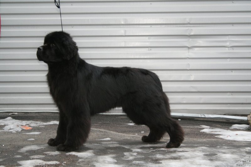 Фото: ньюфаундленд Piternyuf Mont Blanc (Питерньюф Монт Бланк)