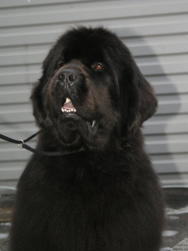 Фото: ньюфаундленд Piternyuf Mont Blanc (Питерньюф Монт Бланк)