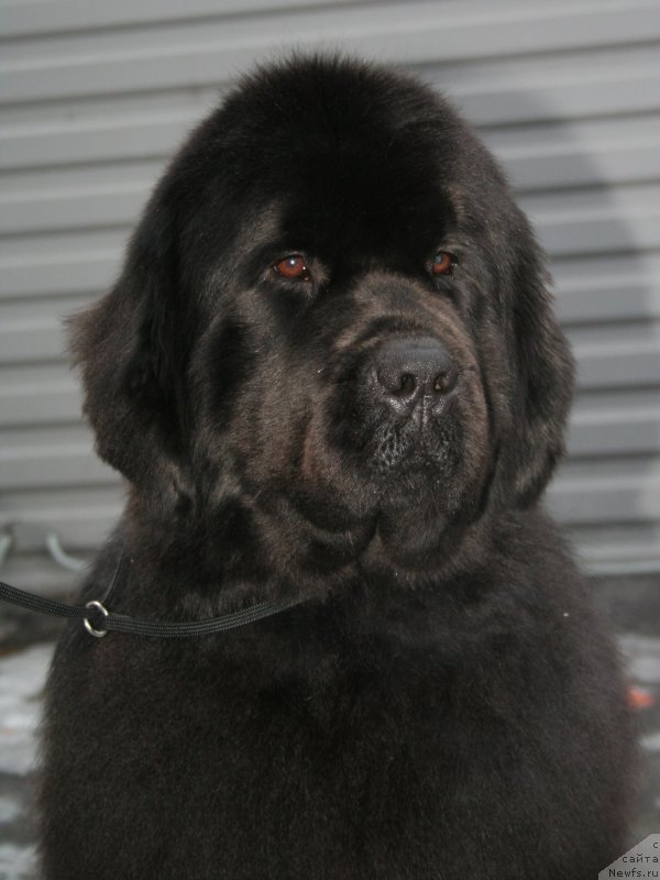 Фото: ньюфаундленд Piternyuf Mont Blanc (Питерньюф Монт Бланк)