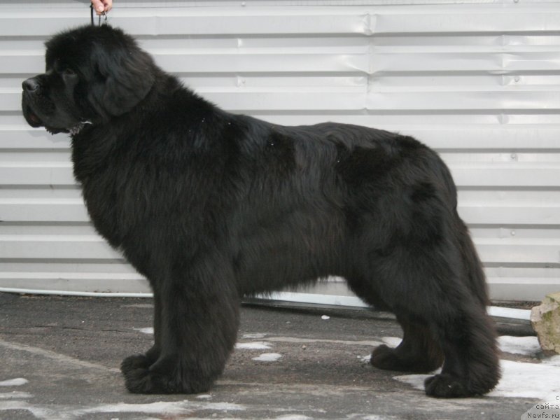 Фото: ньюфаундленд Piternyuf Monte Kristo (Питерньюф Монте Кристо)