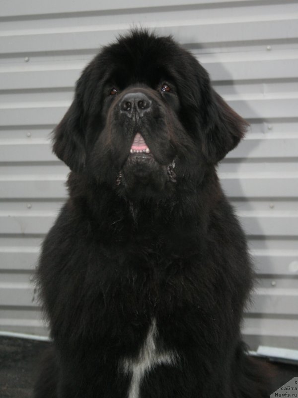 Фото: ньюфаундленд Piternyuf Monte Kristo (Питерньюф Монте Кристо)