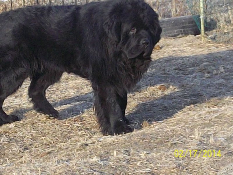 Фото: ньюфаундленд Super Premium Liniel Daylirring (Супер Премиум Линиэль Дайлиррин)