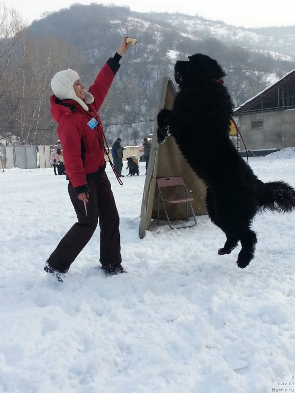 Фото: ньюфаундленд Fluffy Avalanch Exspress Your Self (Флюфи Аваланч Экспресс Юоур Сулф), Kristina Tamarenko (Кристина Тамаренко)