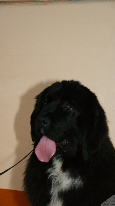 Фото: ньюфаундленд Sent Djons Evraziya (Сент Джонс Евразия)