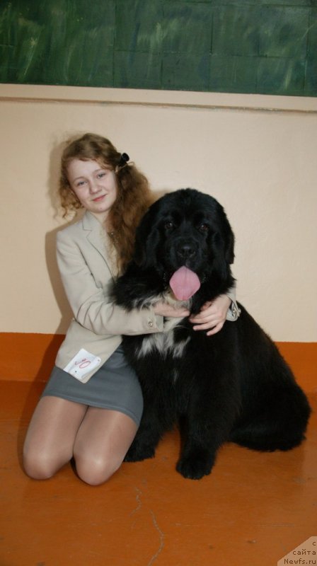 Фото: ньюфаундленд Sent Djons Evraziya (Сент Джонс Евразия), Valeriya Mihaylovskaya (Валерия Михайловская)