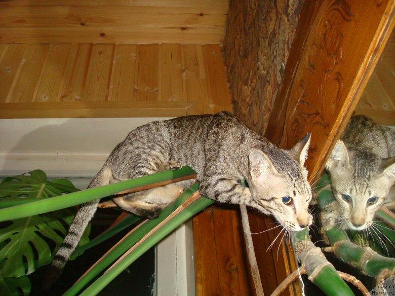 Фото: Sergey Jukov (Сергей Жуков)