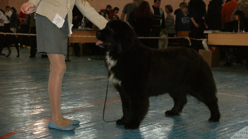 Фото: ньюфаундленд Sent Djons Evraziya (Сент Джонс Евразия)