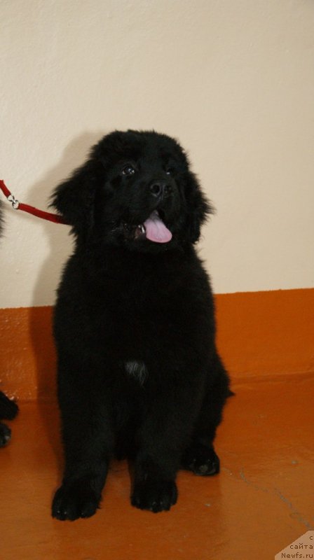 Фото: Вакула Олимпийский Мишка (о., [d10060] х, [d13090])