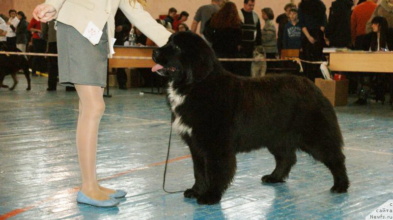 Фото: ньюфаундленд Sent Djons Evraziya (Сент Джонс Евразия)