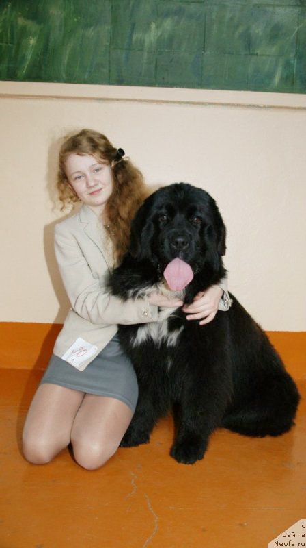 Фото: ньюфаундленд Sent Djons Evraziya (Сент Джонс Евразия)