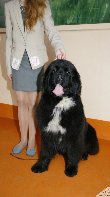 Фото: ньюфаундленд Sent Djons Evraziya (Сент Джонс Евразия)