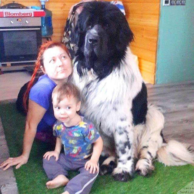 Фото: ньюфаундленд Super Bizon Ekaterinburg (Супер Бизон Екатеринбург), Irina Nistratova (Ирина Нистратова), и Ромашка