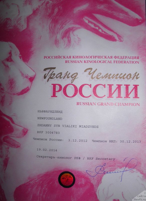 Фото: ньюфаундленд Zhdanny Syn Vialiki Miadzvedz