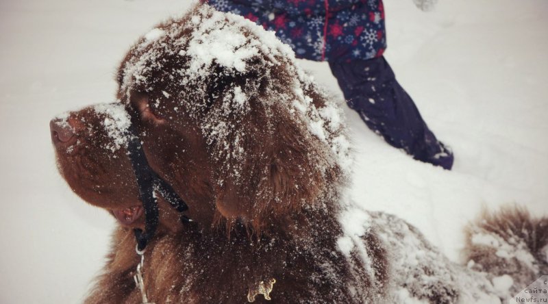 Фото: ньюфаундленд Horunzhy s Berega Dona (Хорунжий с Берега Дона)