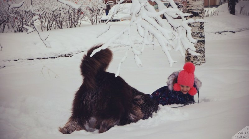 Фото: ньюфаундленд Horunzhy s Berega Dona (Хорунжий с Берега Дона)
