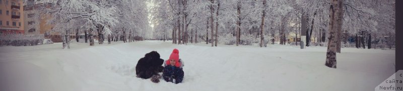 Фото: ньюфаундленд Horunzhy s Berega Dona (Хорунжий с Берега Дона)