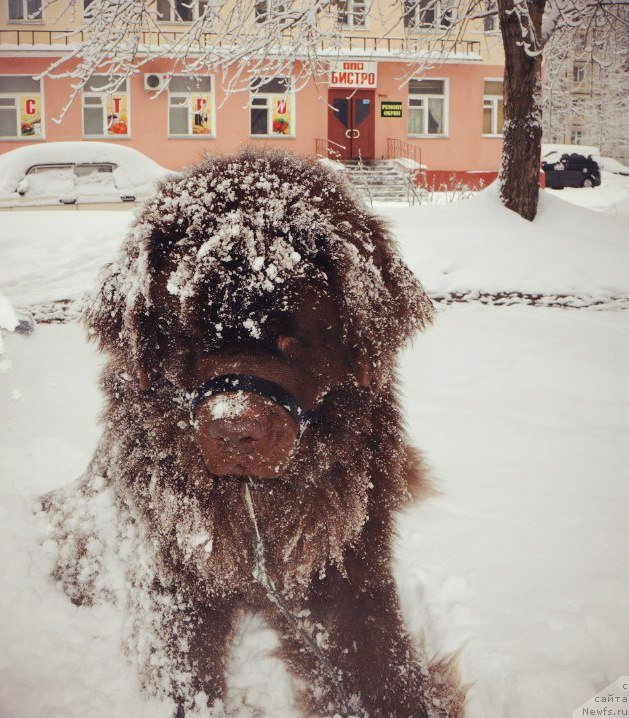 Фото: ньюфаундленд Horunzhy s Berega Dona (Хорунжий с Берега Дона)