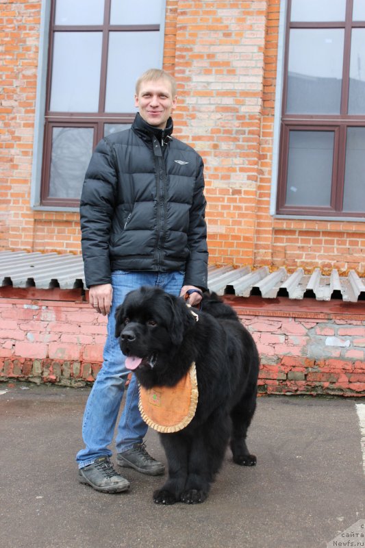 Фото: ньюфаундленд CHarl'z Balu Blek Biar (Чарльз Балу Блек Биар), папа - Алексей