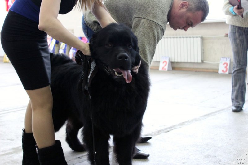Фото: ньюфаундленд CHarl'z Balu Blek Biar (Чарльз Балу Блек Биар)