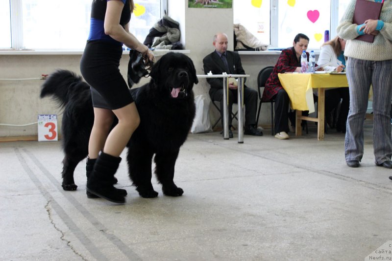 Фото: ньюфаундленд CHarl'z Balu Blek Biar (Чарльз Балу Блек Биар)